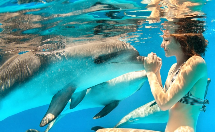 7 loài vật có trí thông minh không thua gì con người (tiếp theo và hết)