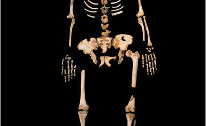 Tìm thấy ADN người cổ xưa nhất có thể viết lại lịch sử tiến hóa của loài người