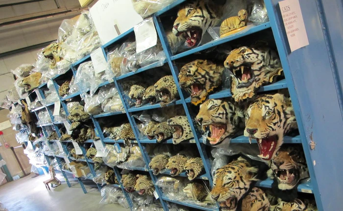 Facebook vô tình tiếp tay cho đường dây buôn lậu động vật hoang dã trị giá hàng chục triệu USD tại Việt Nam và khu vực Đông Nam Á