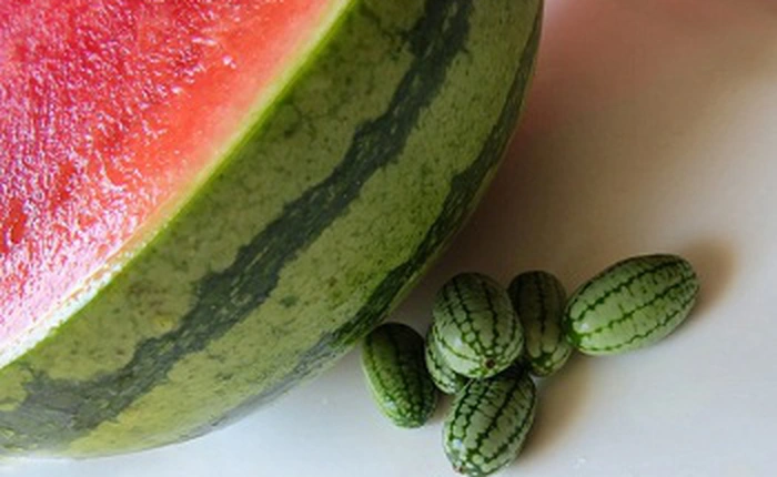 Cucamelon - loại dưa hấu tí hon có thể trồng được ngay tại nhà của bạn