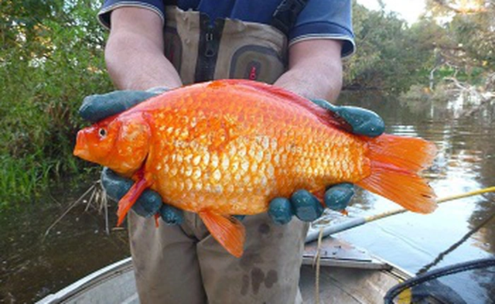 Đến từ bể cá gia đình, những con cá vàng nặng HAI CÂN đang phá hoại môi trường thủy sinh