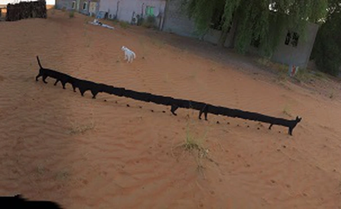 Lợi dụng lỗi chụp panorama của iPhone để biến mèo nhà bạn thành sâu róm