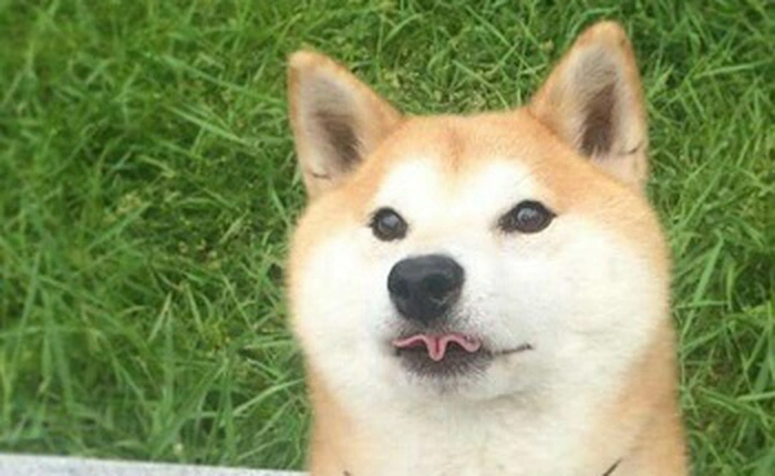 Thử trình tiếng Anh: Hãy đọc bài thơ này trơn tru xem nào