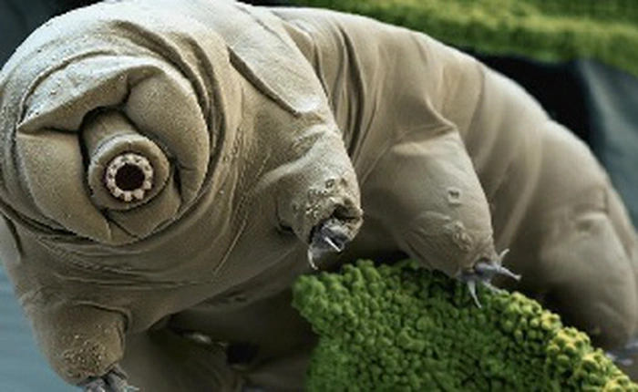 Các nhà khoa học Nhật Bản tìm ra vì sao sinh vật bé nhỏ này lại có khả năng sinh tồn kinh người đến vậy