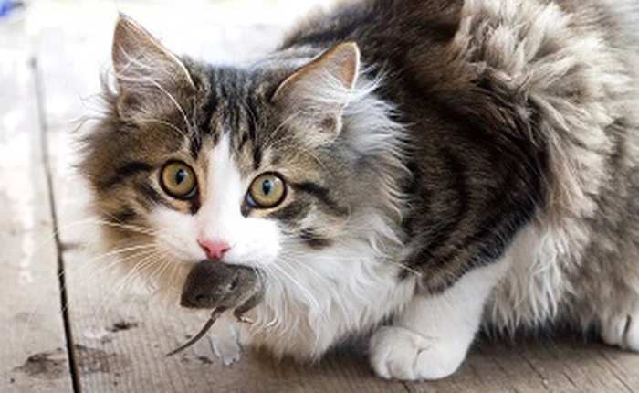 Tại sao mèo nhà bạn cứ hay tha mấy con vật chết về nhà nhỉ?