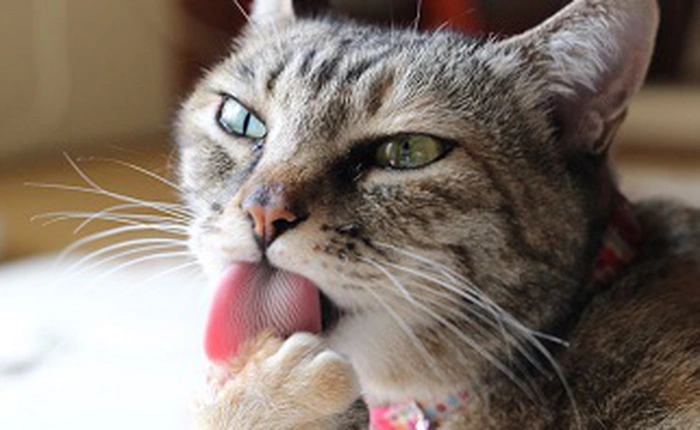 "Lang băm" tại Mỹ bị đình chỉ hành nghề do đã sử dụng dãi mèo làm vaccine hơn 10 năm nay