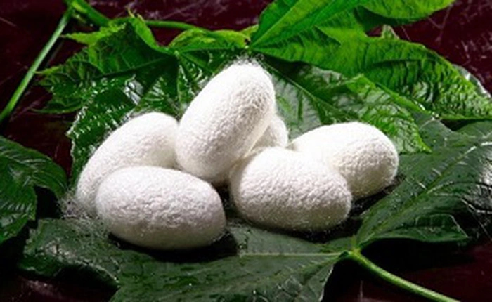 Cho tằm ăn ống nano carbon, các nhà khoa học Trung Quốc tạo ra loại tơ siêu bền dẫn được cả điện