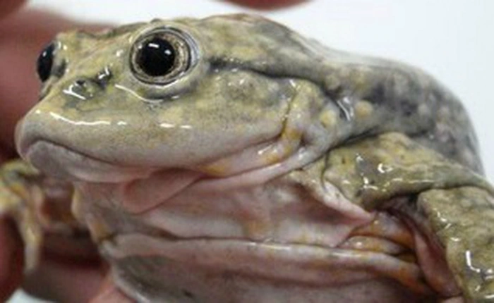 Không hiểu tại sao, 10.000 cá thể ếch bìu đang trên bờ tuyệt chủng bị đột tử