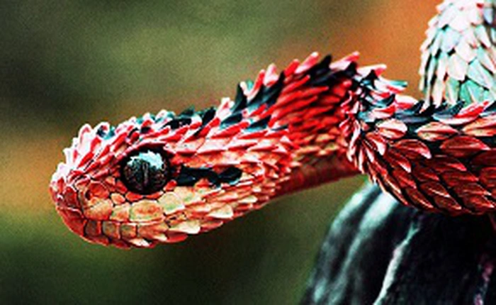 Đây là lý do tại sao loài rắn không có chân