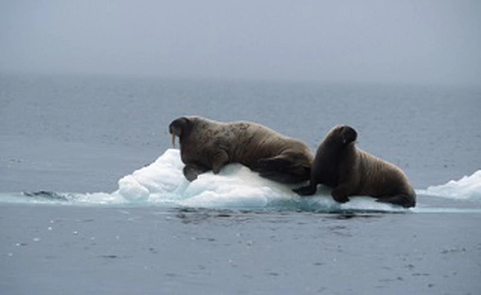 Quân đội Canada được cử đi điều tra tiếng động lạ được cho là phát ra từ đáy biển