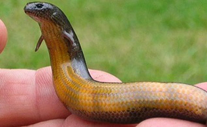 Thằn lằn chuyển từ đẻ trứng sang đẻ con là bằng chứng không thể chối cãi về sự tiến hóa vẫn đang diễn ra