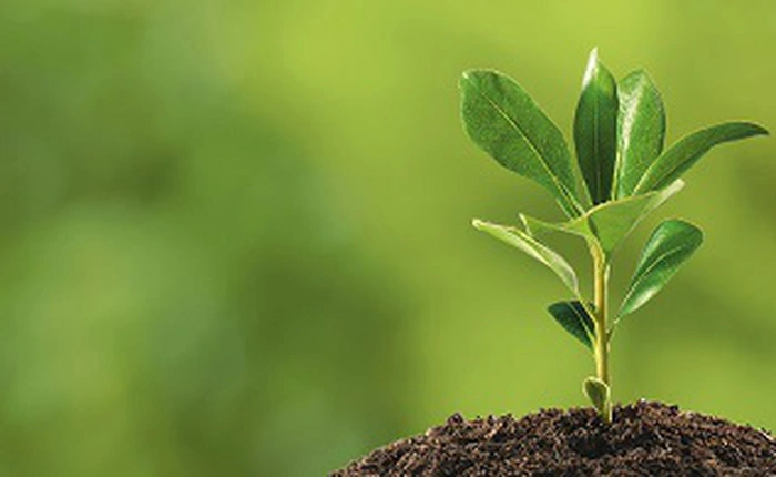 Các nhà khoa học tìm ra cách tái thiết lại thực vật tự nhiên để chống biến đổi khí hậu