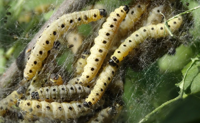 Startup ở Pháp biến sâu bọ thành thức ăn, được rót vốn 15 triệu USD