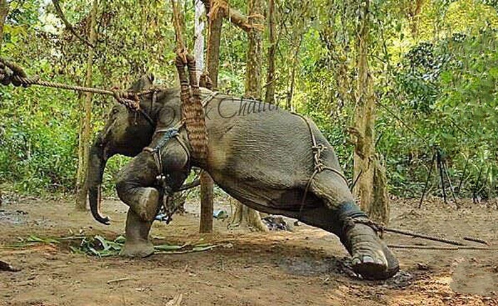 TripAdvisor ngừng bán vé những địa điểm du lịch ngược đãi động vật hoang dã