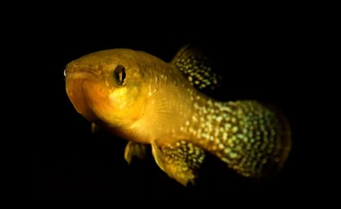 Phái Ngũ Độc bó tay: những con cá đột biến này kháng độc gấp 8.000 lần mức thông thường