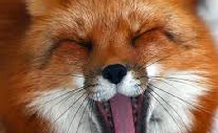 Ngắm những chú cáo nuôi dễ thương được thuần hóa trong một thí nghiệm từ thời Xô-Viết