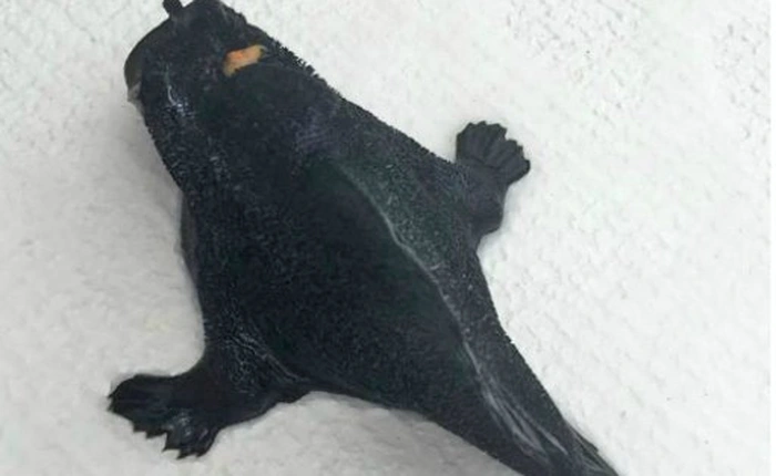 Phát hiện loài cá có chân mới tại bờ biển New Zealand