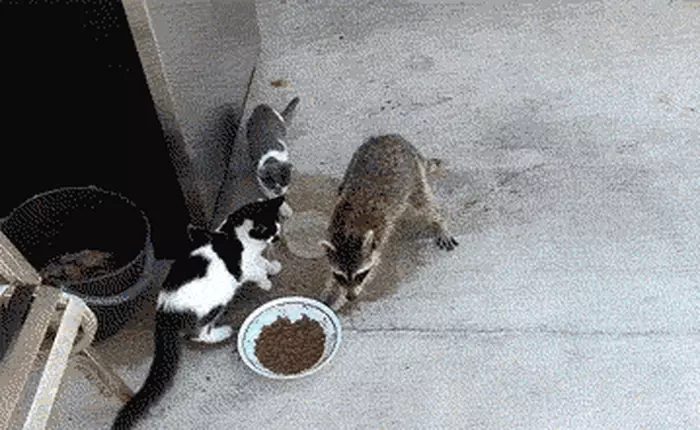 Bạn có phải fan của loài Raccoon không? Đọc xong bài này là thành fan ngay