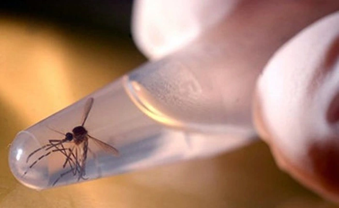 Mỹ: FDA ban hành hướng dẫn mới về virus Zika