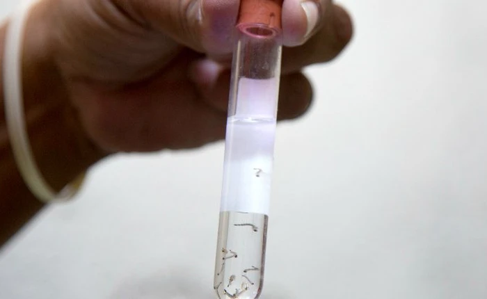 Mỹ điều tra 14 ca nhiễm Zika mới thông qua đường tình dục