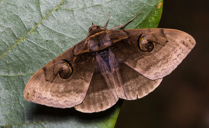 Chứng kiến bướm đêm trình diễn kỹ năng "lái" robot theo mục tiêu