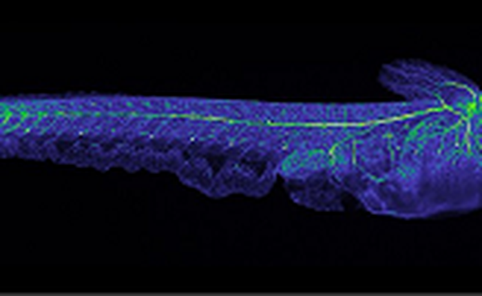 Hội chứng thoái hóa xương không chỉ ở những nhà du hành vũ trụ mà còn xuất hiện cả trên loài cá