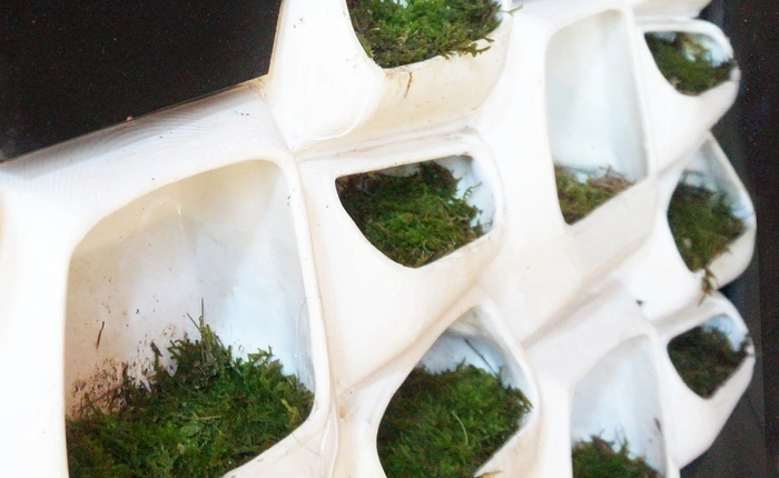 Sản xuất điện từ rêu? Chuyện tưởng như đùa nhưng lại là giải pháp có thể cứu nhân loại khỏi nguy cơ thiếu hụt năng lượng