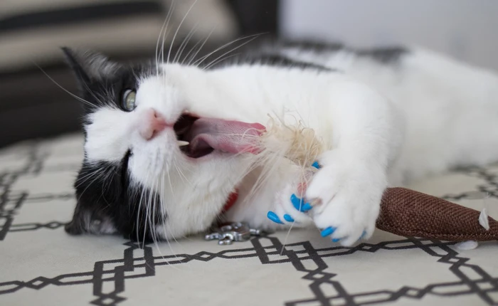 Một chú mèo đã dạy nhà thiết kế của Google những bài học quý giá hơn cả tấm bằng Đại học như thế nào?