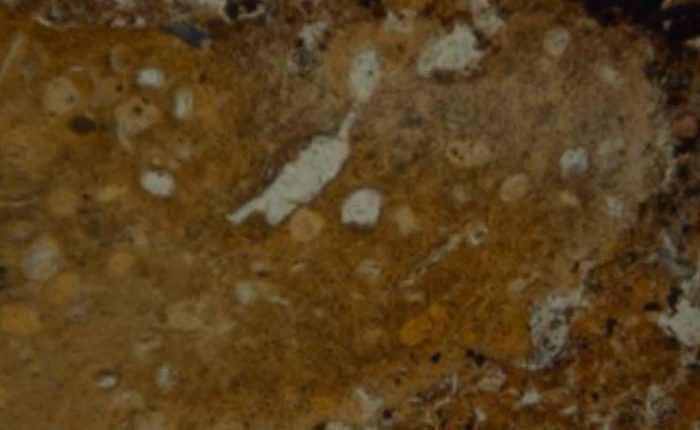 Tìm thẫy mẫu phân 50.000 năm tuổi của người tiền sử