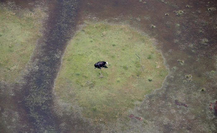 Mỹ: bão đi qua, bò ở lại