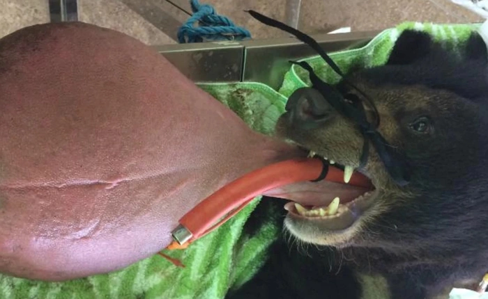 Chú gấu đáng thương có lưỡi to quá khổ nặng tới 3kg