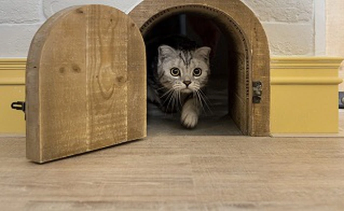 Nếu có ý định xây một "căn hộ mèo", bạn có thể tham khảo những kiến trúc dưới đây