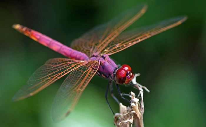 Cánh chuồn chuồn có thể xé toạc vi khuẩn, giết chết chúng mà không cần kháng sinh