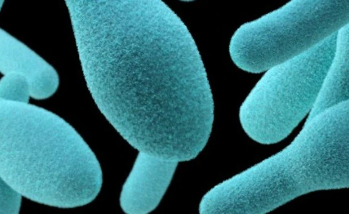 Vi khuẩn đường ruột có thể ảnh hưởng đến phản ứng của cơ thể đối với phương pháp điều trị ung thư