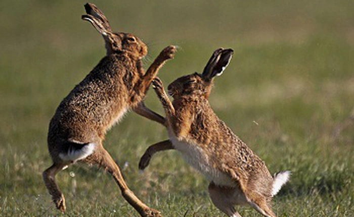 Xem màn "tỷ võ chiêu thân" của loài thỏ rừng