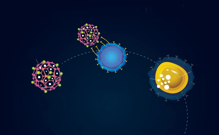Cho tế bào miễn dịch ăn các hạt nano, chúng sẽ biến thành một đội quân diệt ung thư ngay trong cơ thể