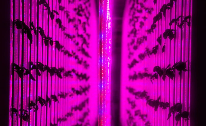 Em trai của Elon Musk đã phát triển cả một hệ thống nông trại trong container như thế nào?