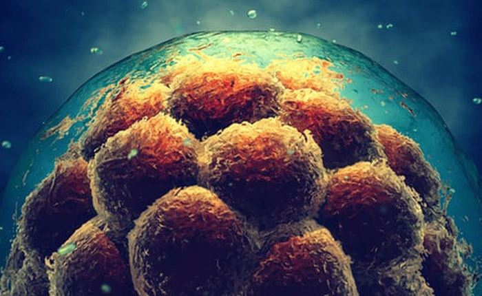 Chỉnh sửa phôi người bằng CRISPR mở ra chân trời mới giúp ngăn chặn sảy thai và vô sinh