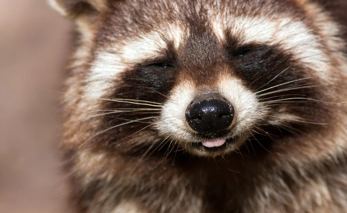 Hình ảnh chú gấu mèo dân chơi "nhảy xe" đi dạo gây sốt mạng xã hội