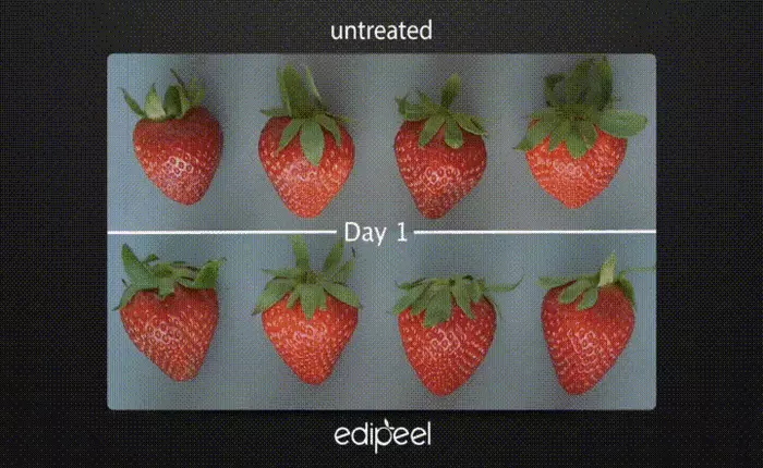 Lớp phủ thần kỳ - xịt lên hoa quả và nó sẽ có hạn sử dụng lâu gấp 5 lần