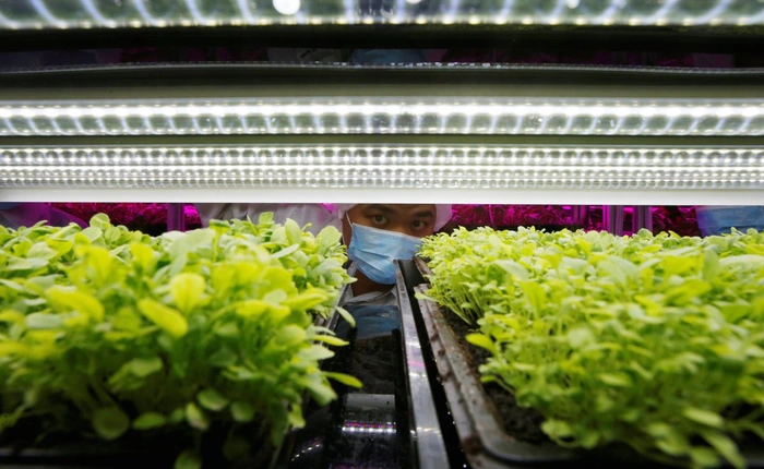 Khi Panasonic trồng rau, ít đất và không cần Mặt Trời vẫn thu hoạch 80 tấn/năm