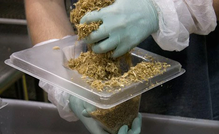 Nhìn cây nấm mỏng manh yếu ớt này, ai dám nghĩ tương lai nó sẽ có thể thay thế bê tông?