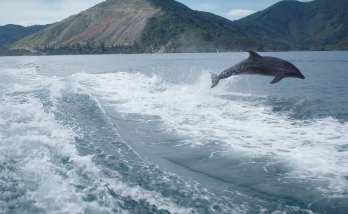 Xem video quay chậm cảnh cá heo bơi sẽ khiến bạn quên đi mệt nhọc của công việc