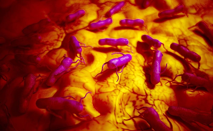 Vi khuẩn gây ngộ độc lại có thể báo hiệu khối u ung thư, giúp hệ miễn dịch tiêu diệt bệnh