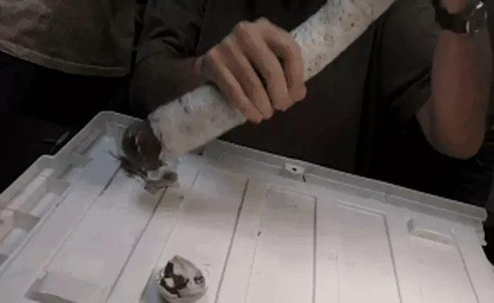 Phát hiện loài "giun" khổng lồ kỳ dị bậc nhất thế giới, ăn cả khí thối rất độc hydro sulfide