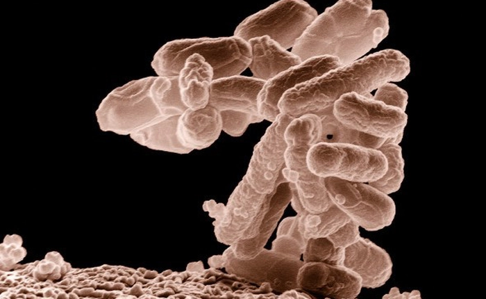 Nhóm vi khuẩn kháng kháng sinh khiến một phụ nữ Mỹ thiệt mạng tuần trước đang âm thầm lây lan