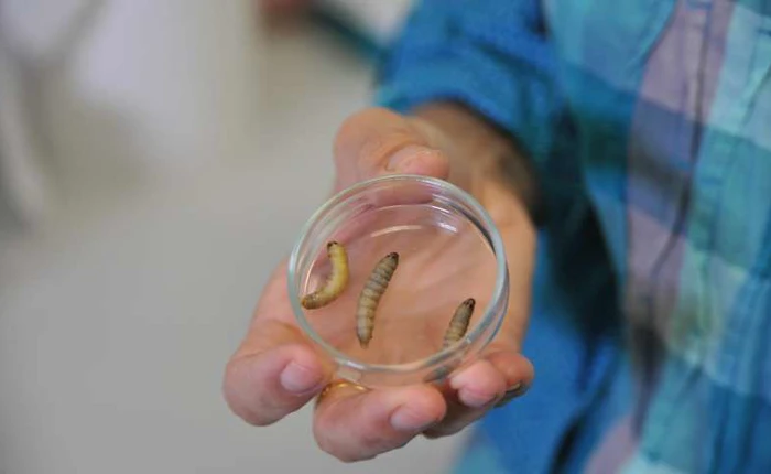 Phát hiện loài sâu ăn được cả nhựa - cứu tinh mới của loài người trước nạn rác thải hiện nay?