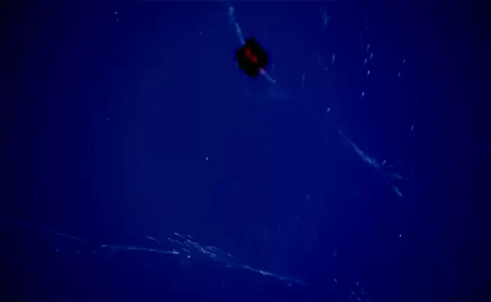 5 sinh vật sống kỳ lạ mới được phát hiện ở đáy biển Thái Bình Dương