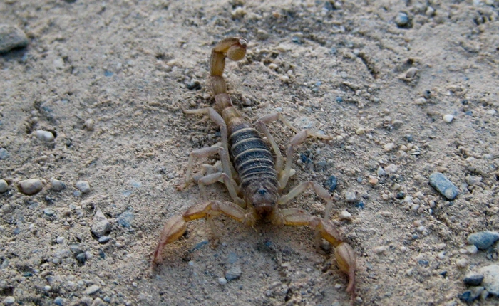 Chế tạo thành công robot "vắt sữa" bọ cạp