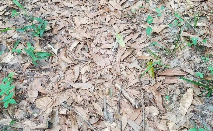 Phải cực tinh mắt bạn mới có thể nhìn ra con rắn độc trong bức ảnh này